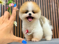 Parti Color 3 Aylık Erkek Pomeranian