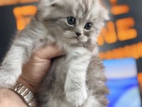 Scottish Fold Longhair Özel Renk Irk Garantili Dişi