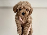 0 NUMARA RED BROWN AŞILI MALTİPOO YAVRULAR