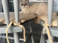 Çiftleştirmek için dişi kedi arıyoruz