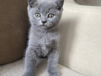 BRITISH SHORTHAIR 55 GÜNLÜK