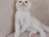 British Shorthair ve Scottish Fold Yavrular