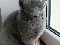 80 günlük safkan british shorthair ayı surat