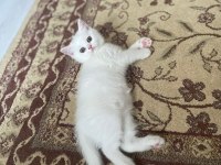 Acil Uygun Puanlı Dişi British Shorthair Yavru