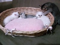 British longhair pamuk şekerler yeni ailelerini bekliyor