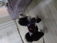 Tibet terrier harika ırk