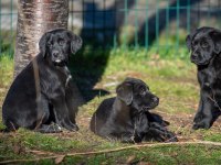 Golden Retriever - Labrador Retriever Mix Bebekler