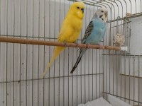 Yavru Garantili Çift Muhabbet Kuşu