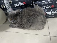 3.5 aylık dişi kedimiz