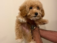 A Class MALTİPOO yavrular