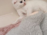 Beyaz scottish fold