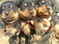 Rottweiler Yavruları A Kalite Tüm İllere Gönderim