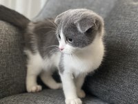 Scottish fold iki aylık erkek