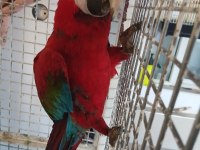 Macaw Papağanı Ele Kola Gelir