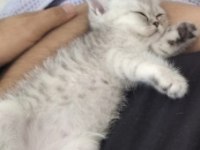 PİKO ÇOK AKILLI PONÇİK BİR YAVRU KEDİMİZ