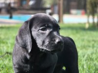 Üst Kalite Labrador Retriever Yavruları Muhteşem Formda