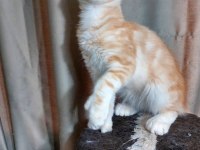 Full şecereli maine coon ünvanlı ebeveynlerden