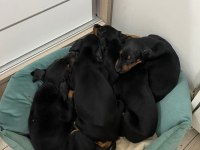 Doberman Amerikan Cinsi