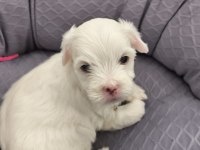 2 AYLIK MALTİPOO SIFIR NUMARA