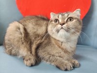 Yavru scottish fold