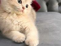 AY11 SAFKAN GOLDEN BRİTİSH SHORTHAİR BEBEK