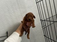 Son 1 adet dişi poodle yavrumuz
