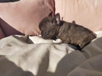 9 Ekim doğumlu french bulldog maviş bebekler