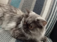 Chinchilla kedimi ücretsiz sahiplendiriyorum