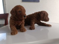 En yakışıklı yavru poodle köpekler
