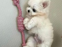 Mini boy maltese yavrularımız