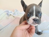 A kalite french bulldog yavrular