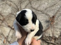 Renk renk border collie yavrular