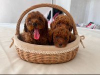 Dunya Tatlısı Poodle Minikler