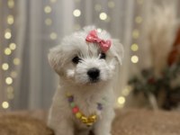 Yavru terrier pamuk gibi bir dişi