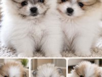 50 günlük pomeranian dişiler