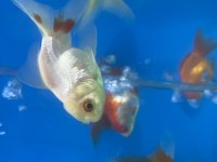 Bebek yüz oranda