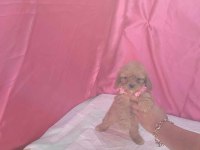 POODLE KALİTESİNDE CAVAPOO YAVRULARIMIZ