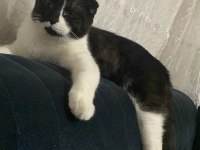 9 Aylık scottish fold Oğlum yuva arıyor