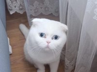 Acil ücretsiz scottish fold