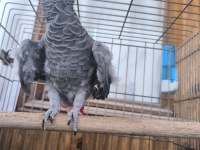 EVCİL VE KONUŞAN JAKO PAPAĞANI STRESTEN ÇIKIYOR