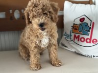Petmode köpek çiftliğinde ziyarete açık maltipoo
