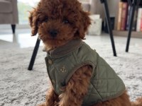 Orijinal Toy Poodle Köpeğimiz