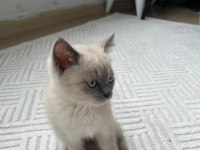 3 aylık blue point dişi