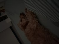 Toy poodle köpeği
