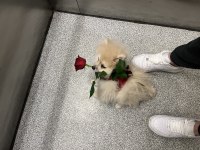 Yavru Pomeranian Boo