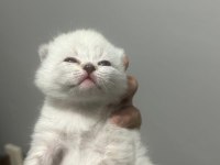 55 günlük british longhair yavrular