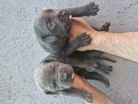 Cane Corso Köpeği