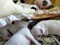 45 günlük french bulldog yavruları