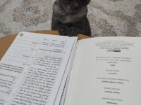 British shorthair duman uyguna sahiplendirilecek