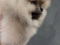 Pomeranian boo köpeği